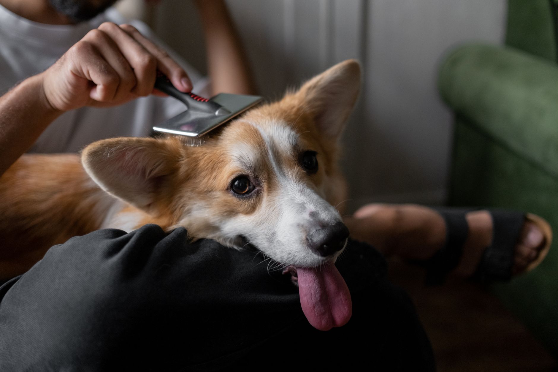 dog grooming lifestyle photo