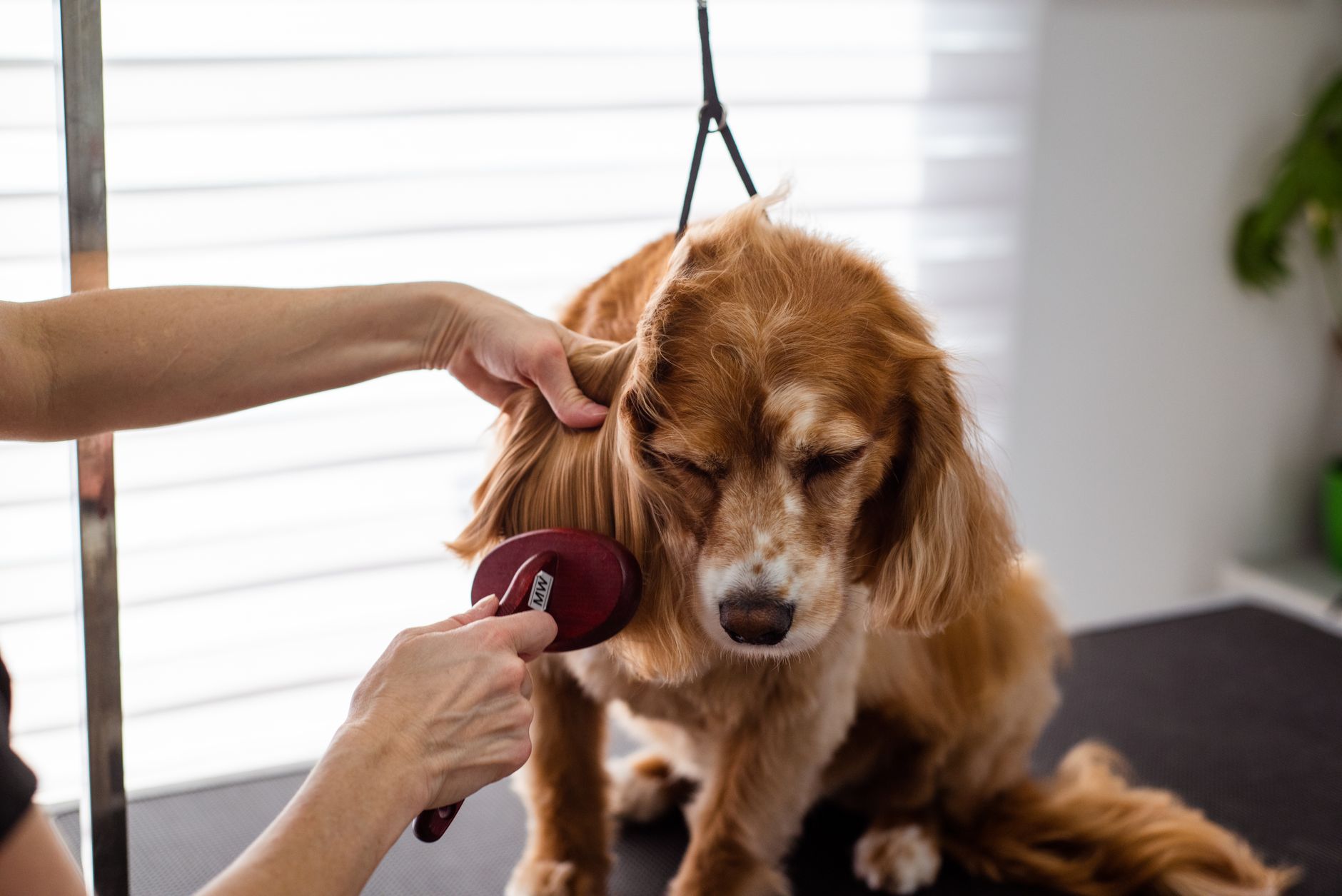 dog grooming lifestyle photo