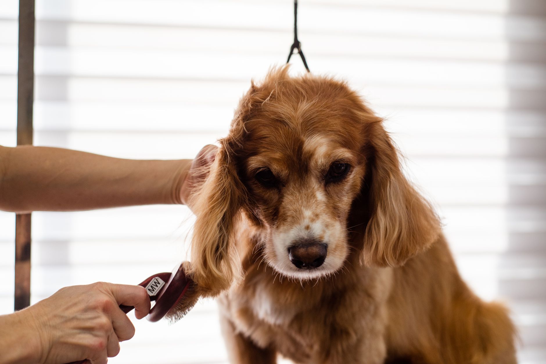 dog grooming lifestyle photo