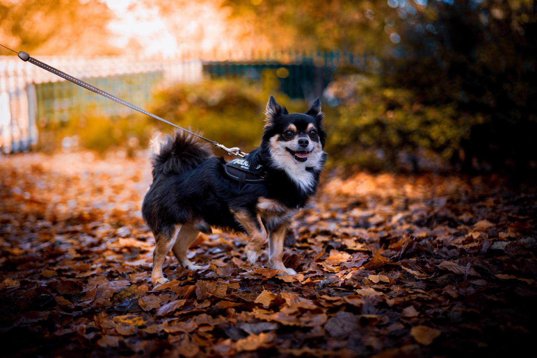 dog harnesses lifestyle photo