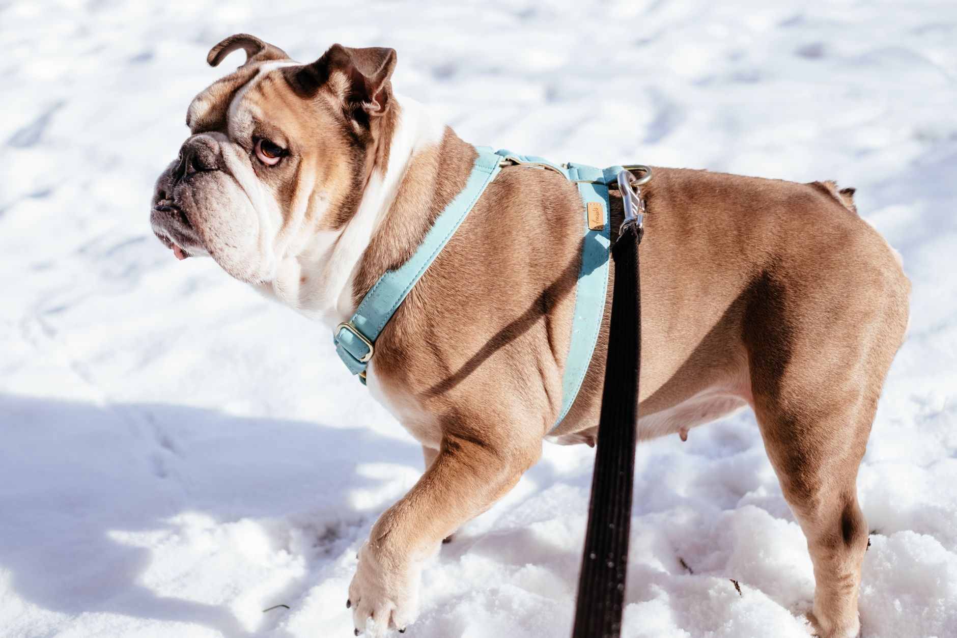 dog harnesses lifestyle photo