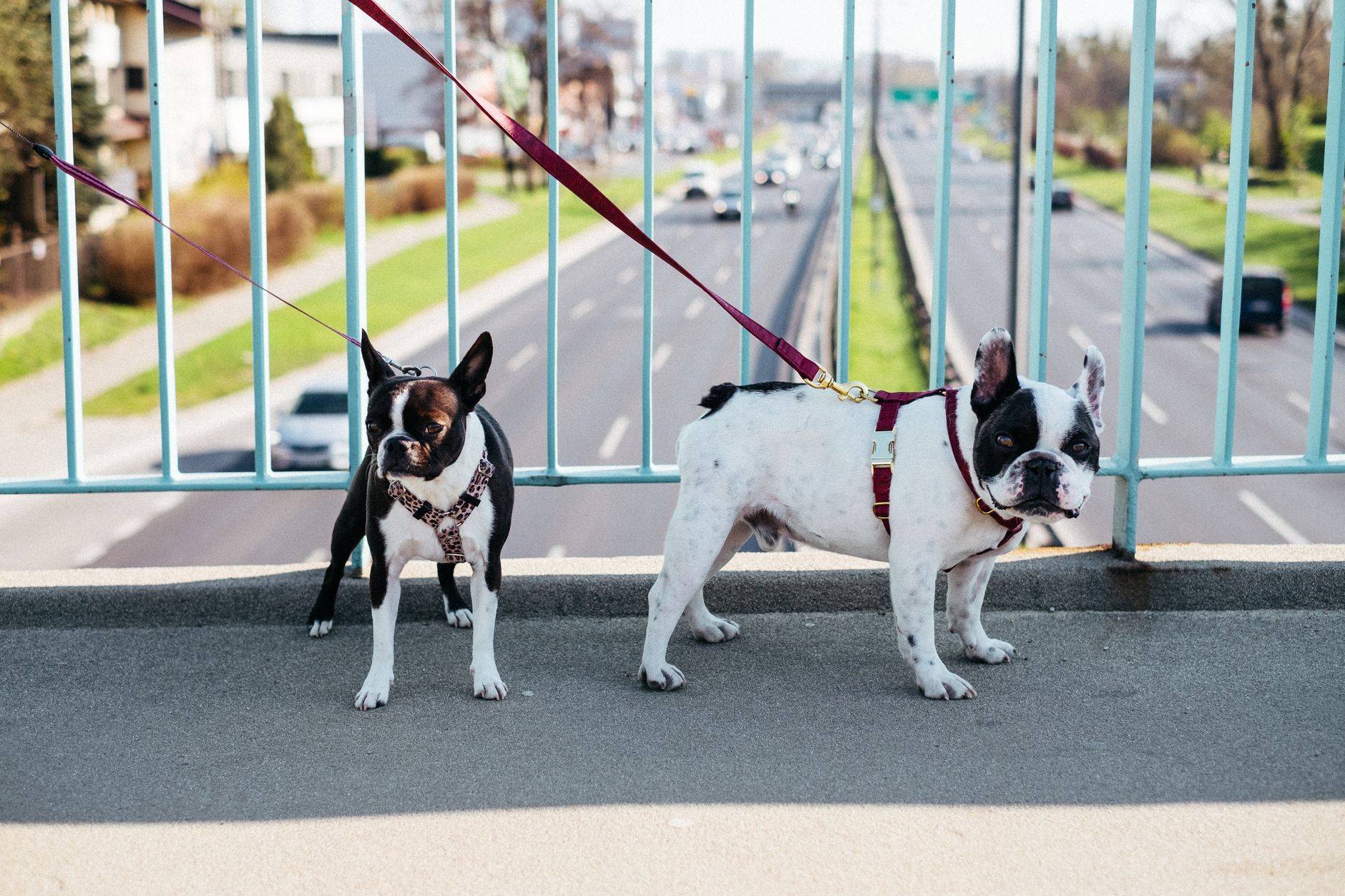 dog harnesses lifestyle photo