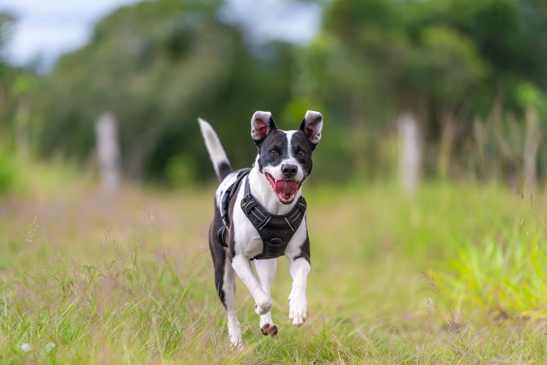 dog health lifestyle photo