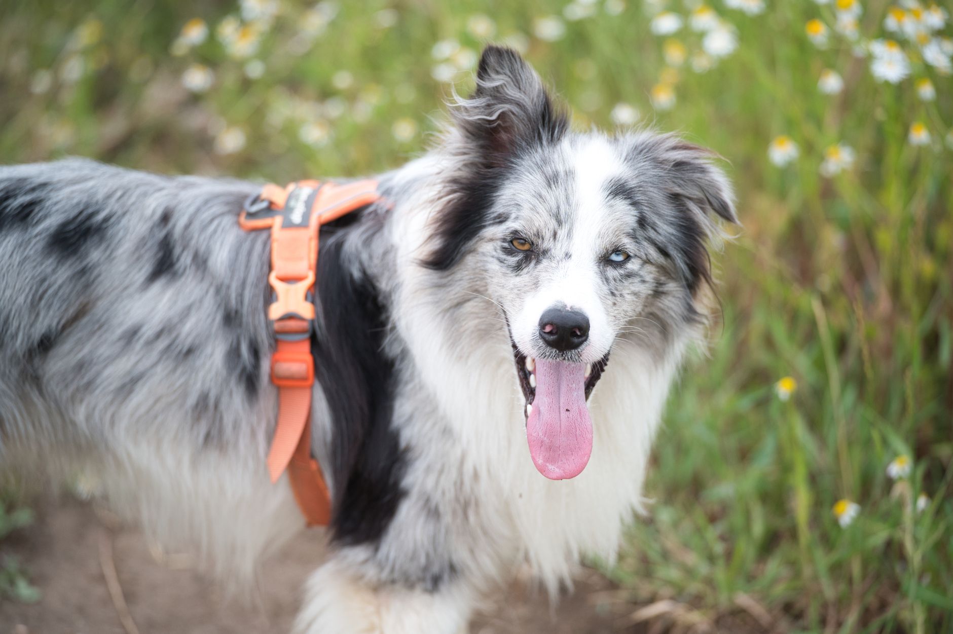 dog health lifestyle photo