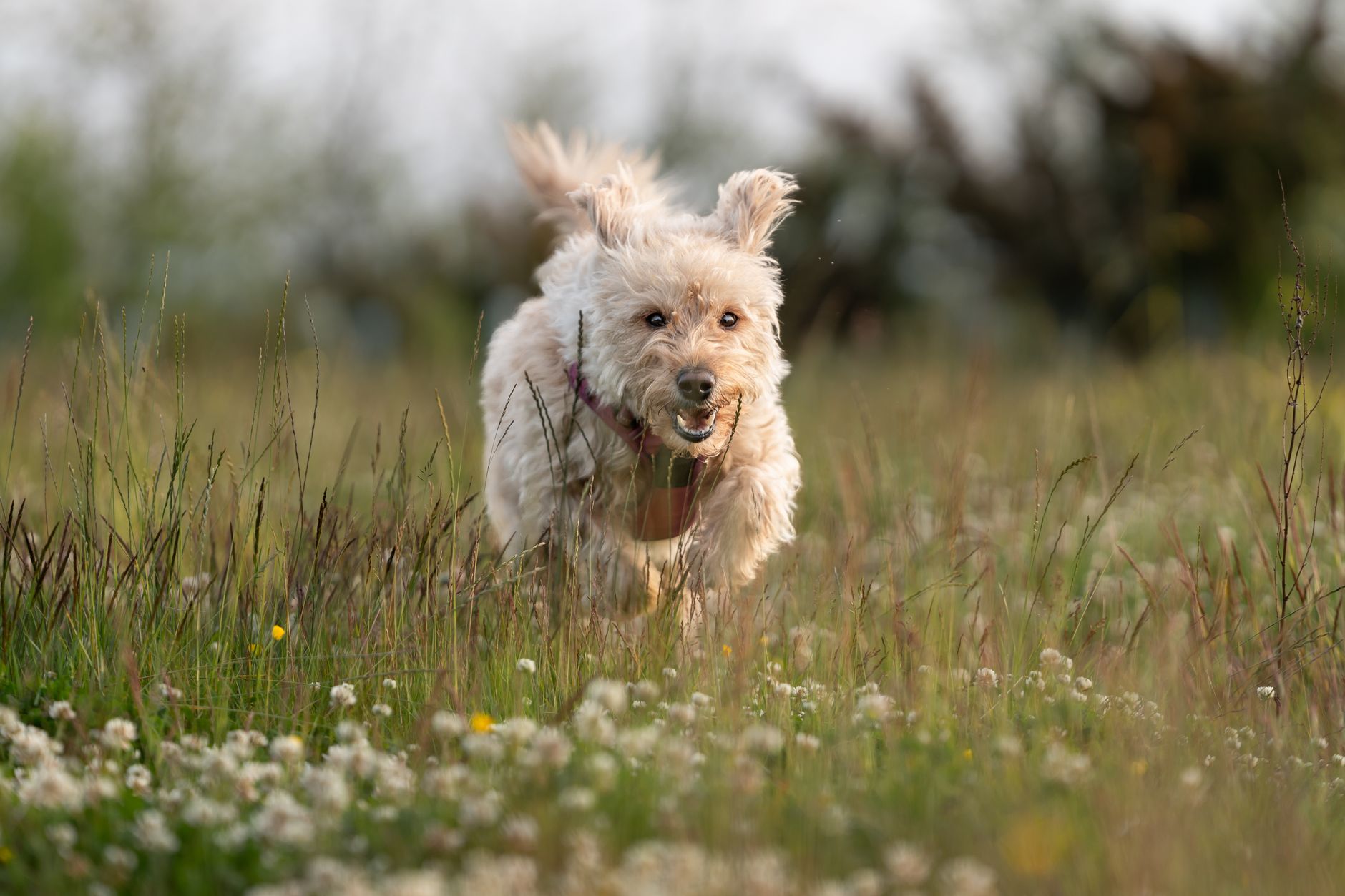 dog health lifestyle photo