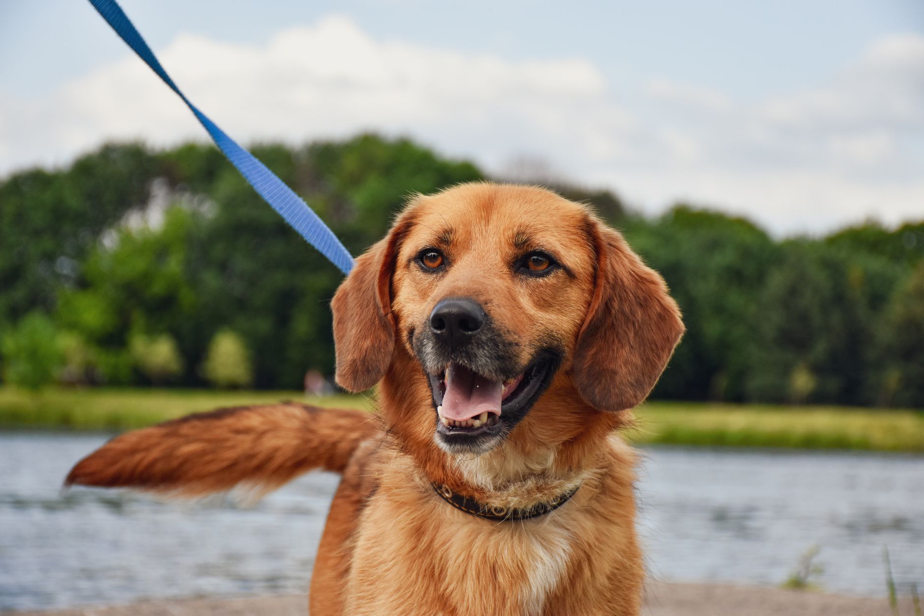 dog leashes lifestyle photo