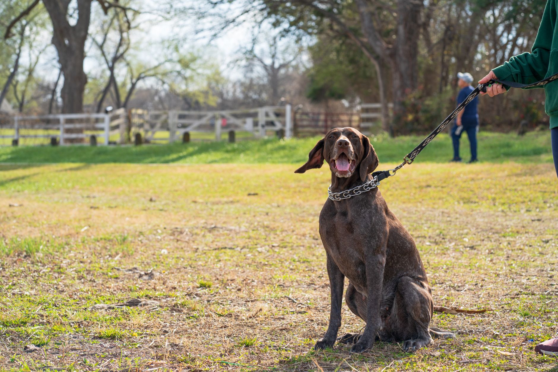 dog leashes lifestyle photo