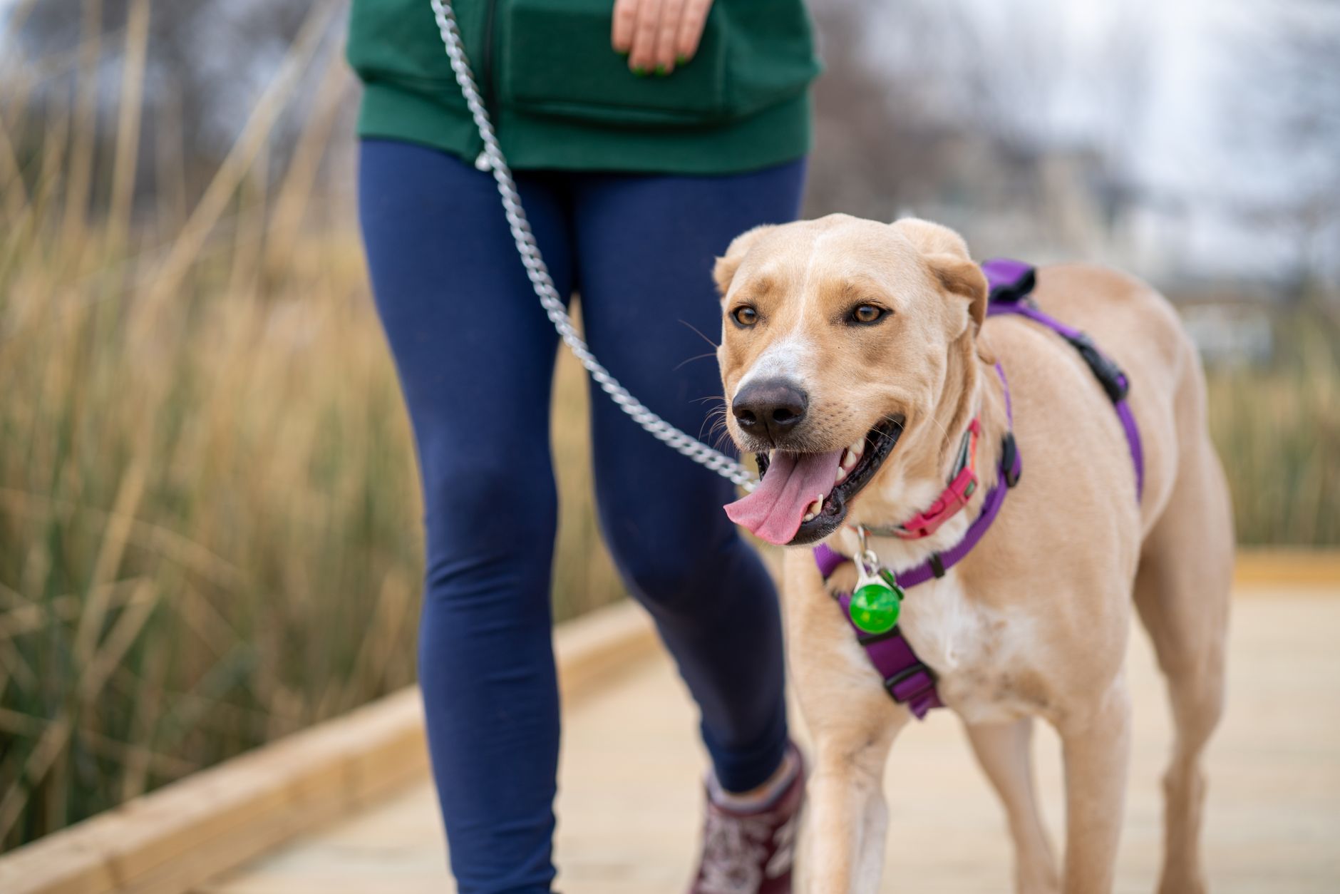 dog leashes lifestyle photo