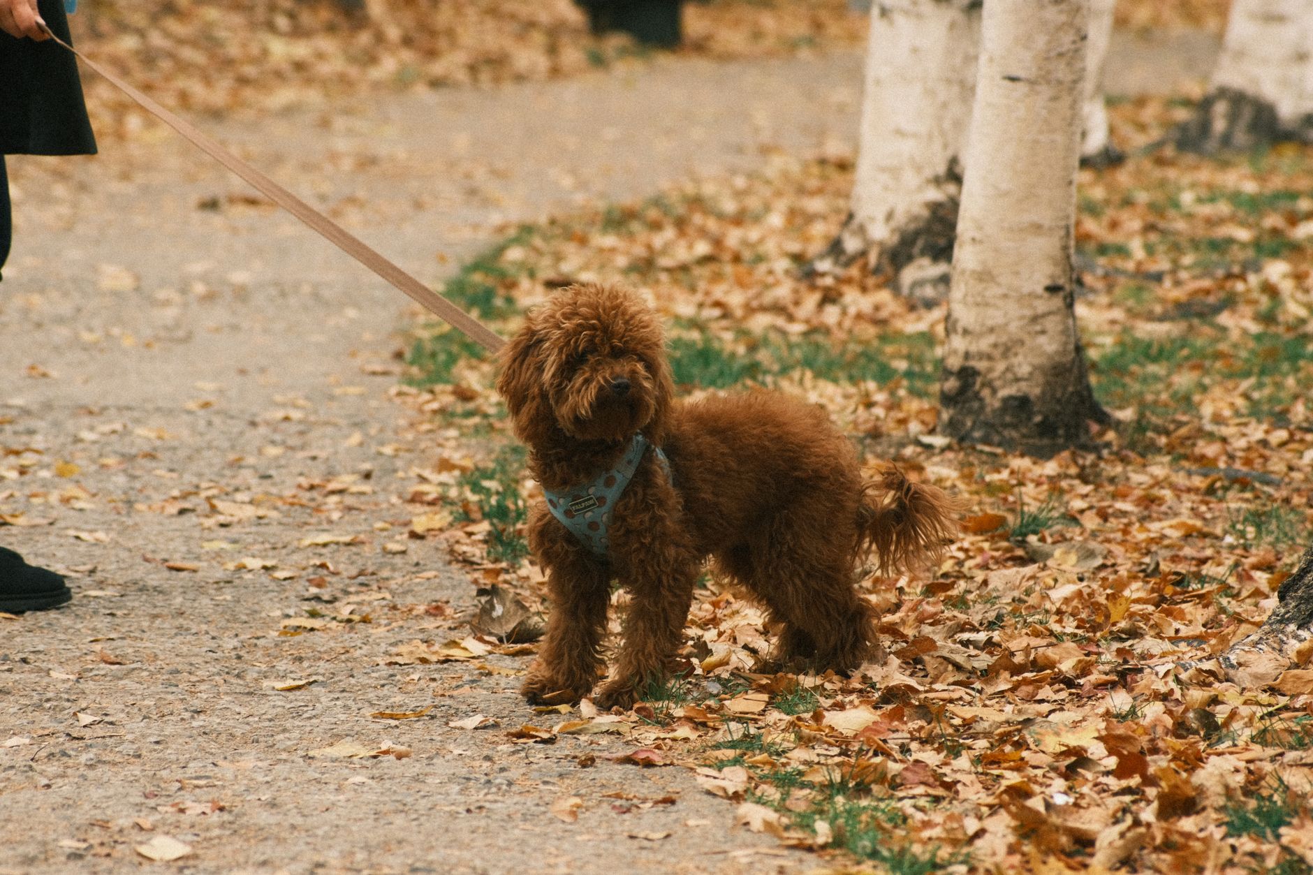 dog leashes lifestyle photo