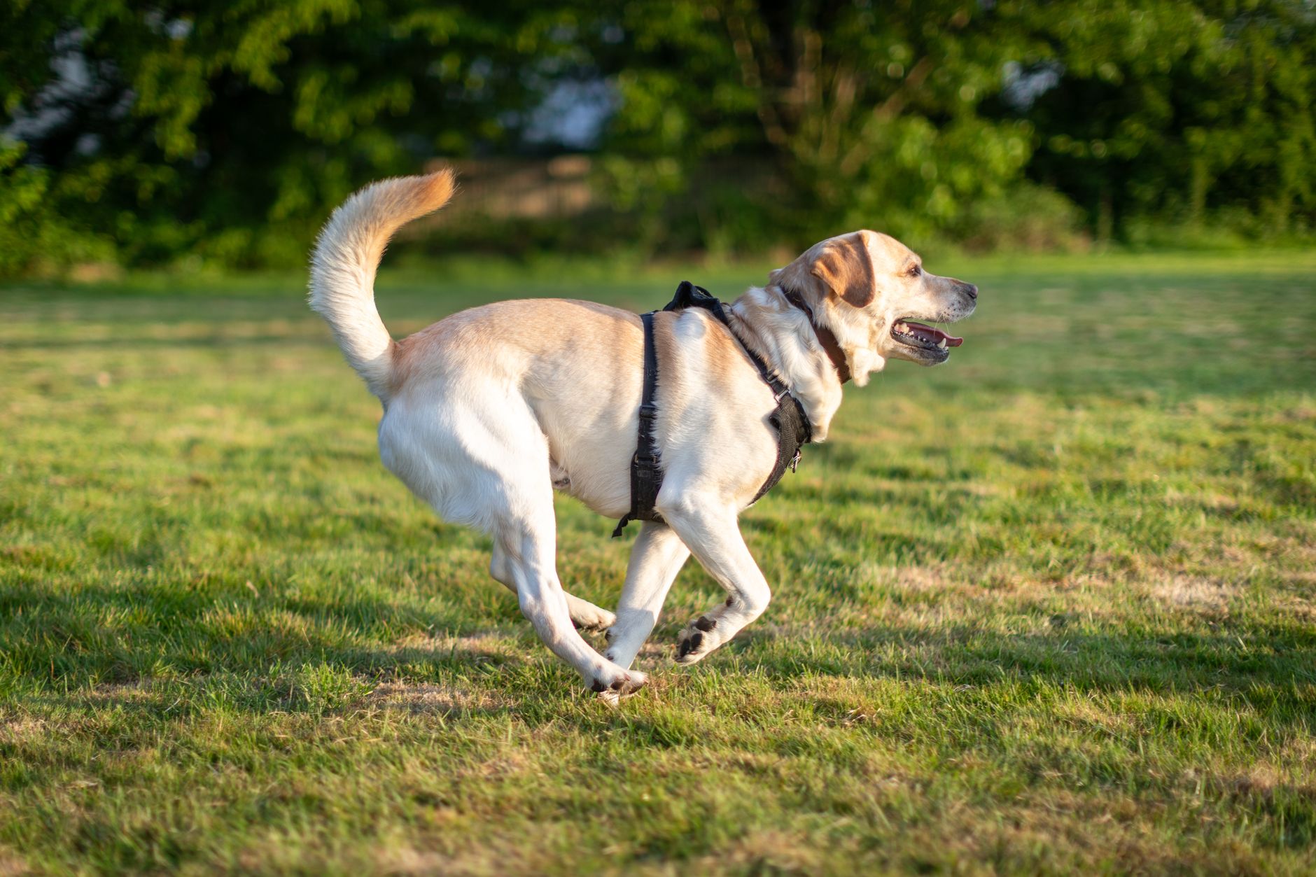 dog supplements lifestyle photo