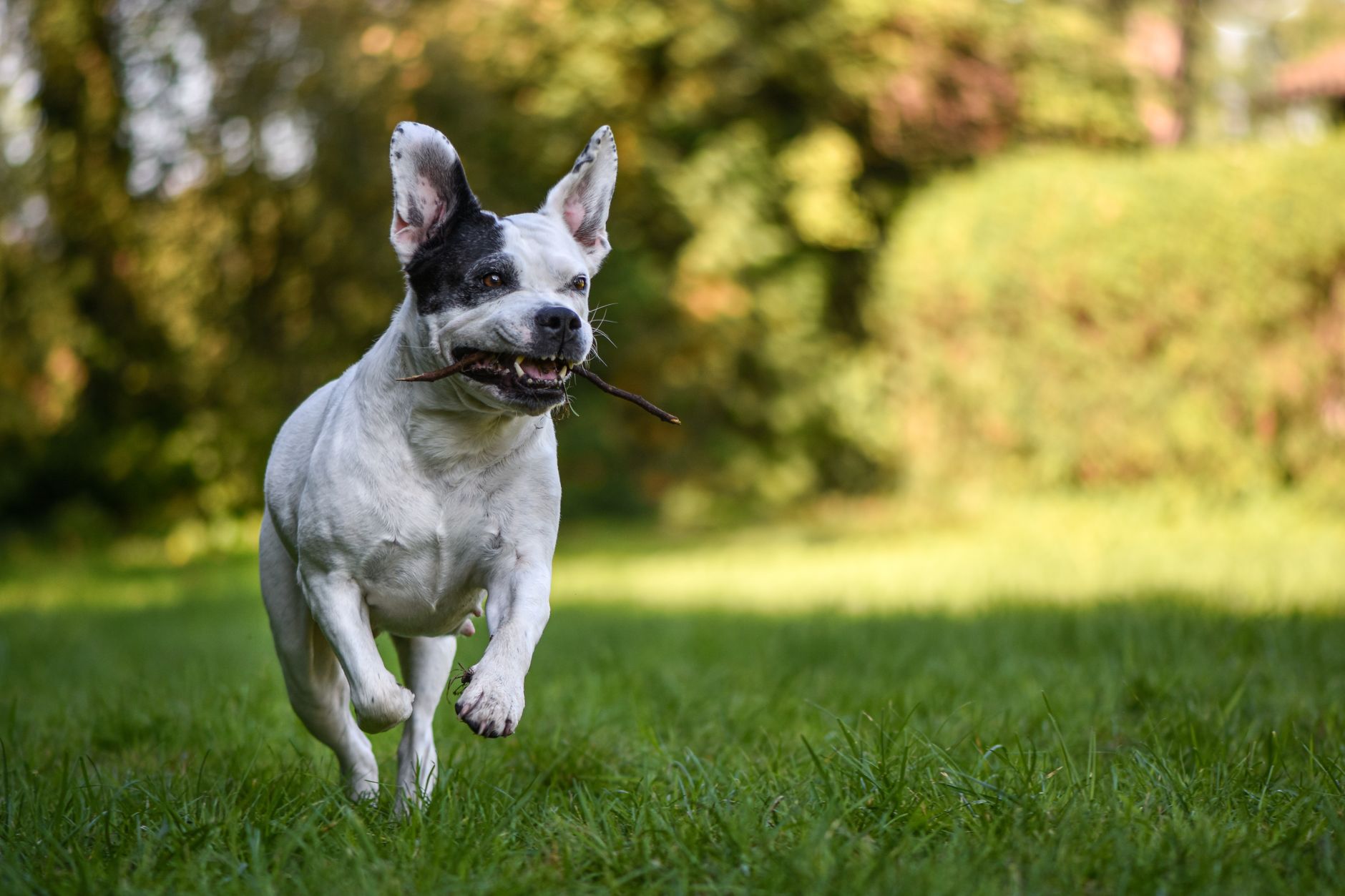 dog supplements lifestyle photo