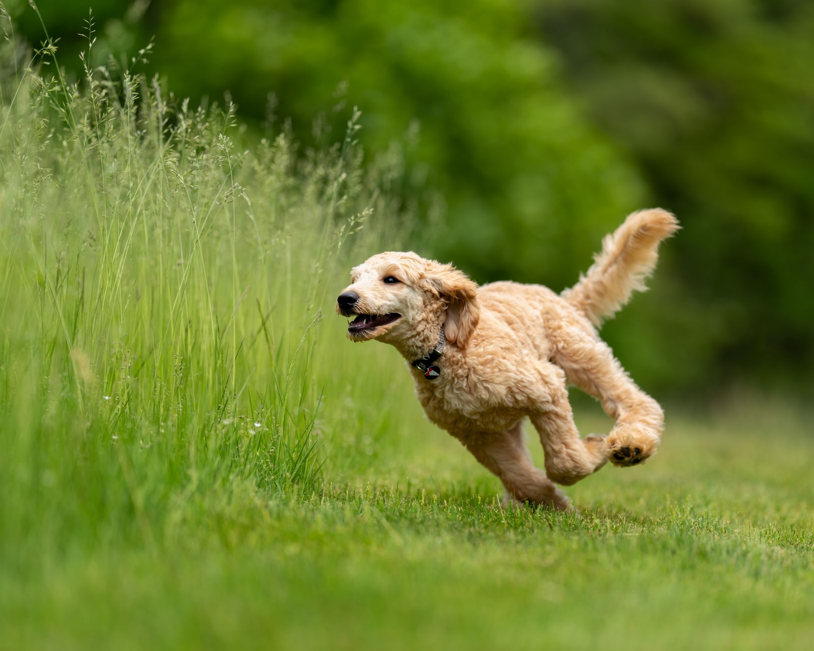 dog supplements lifestyle photo
