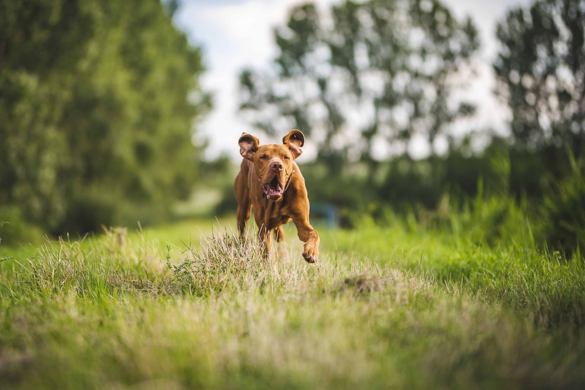 dog supplements lifestyle photo