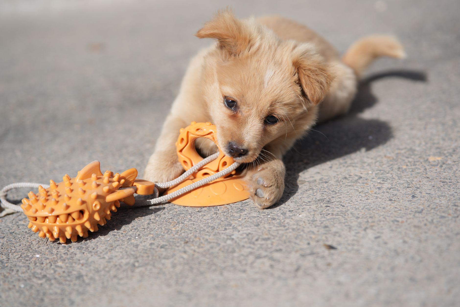 dog toys lifestyle photo