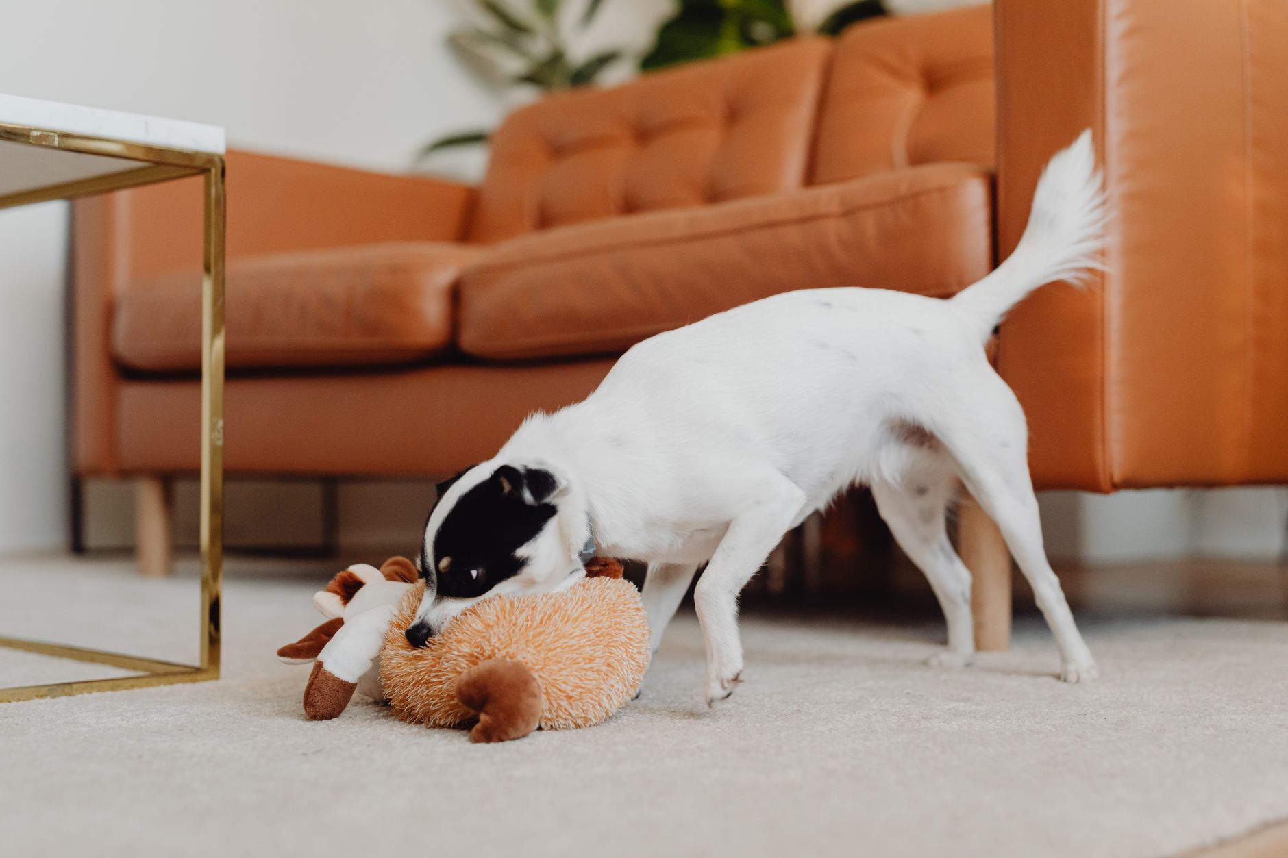 dog toys lifestyle photo