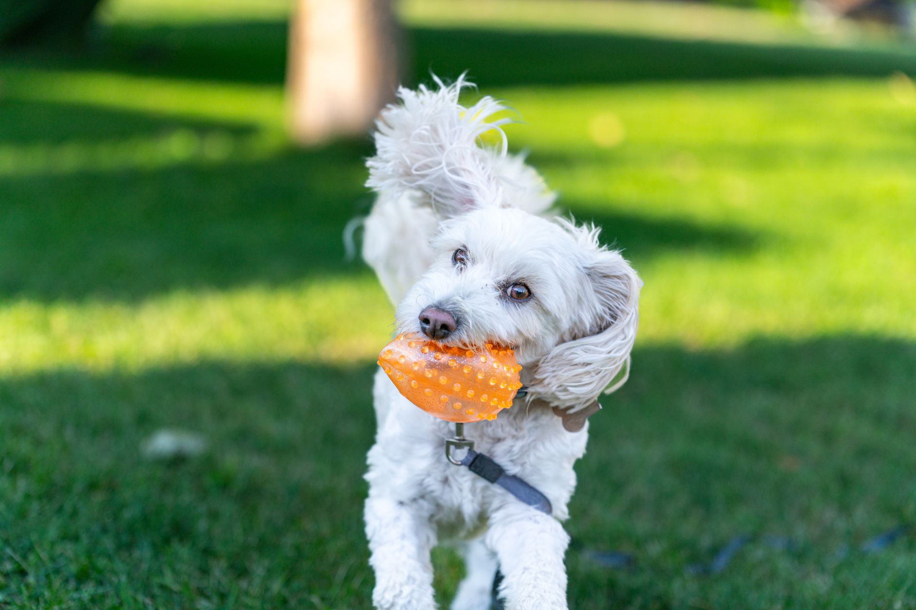 dog toys lifestyle photo