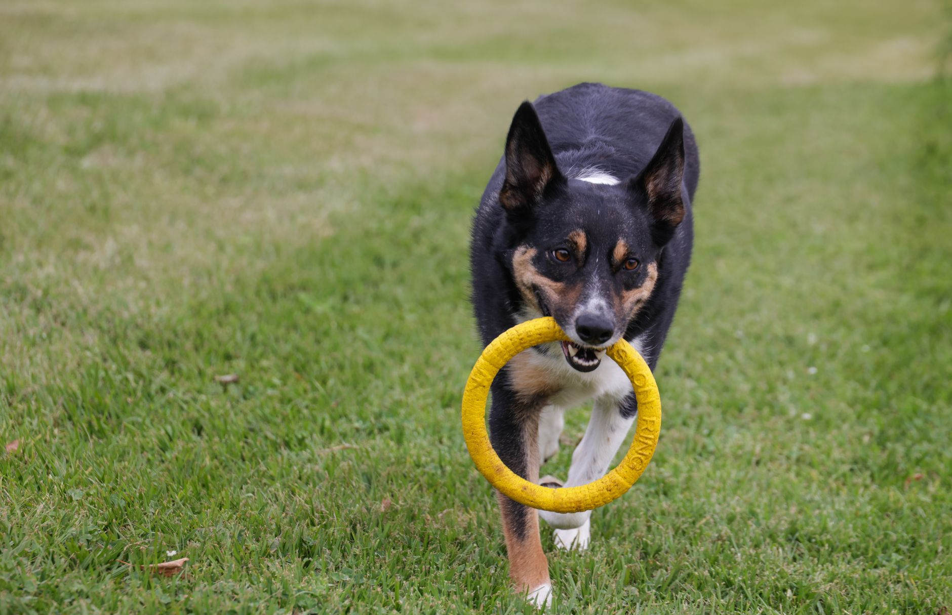 dog toys lifestyle photo
