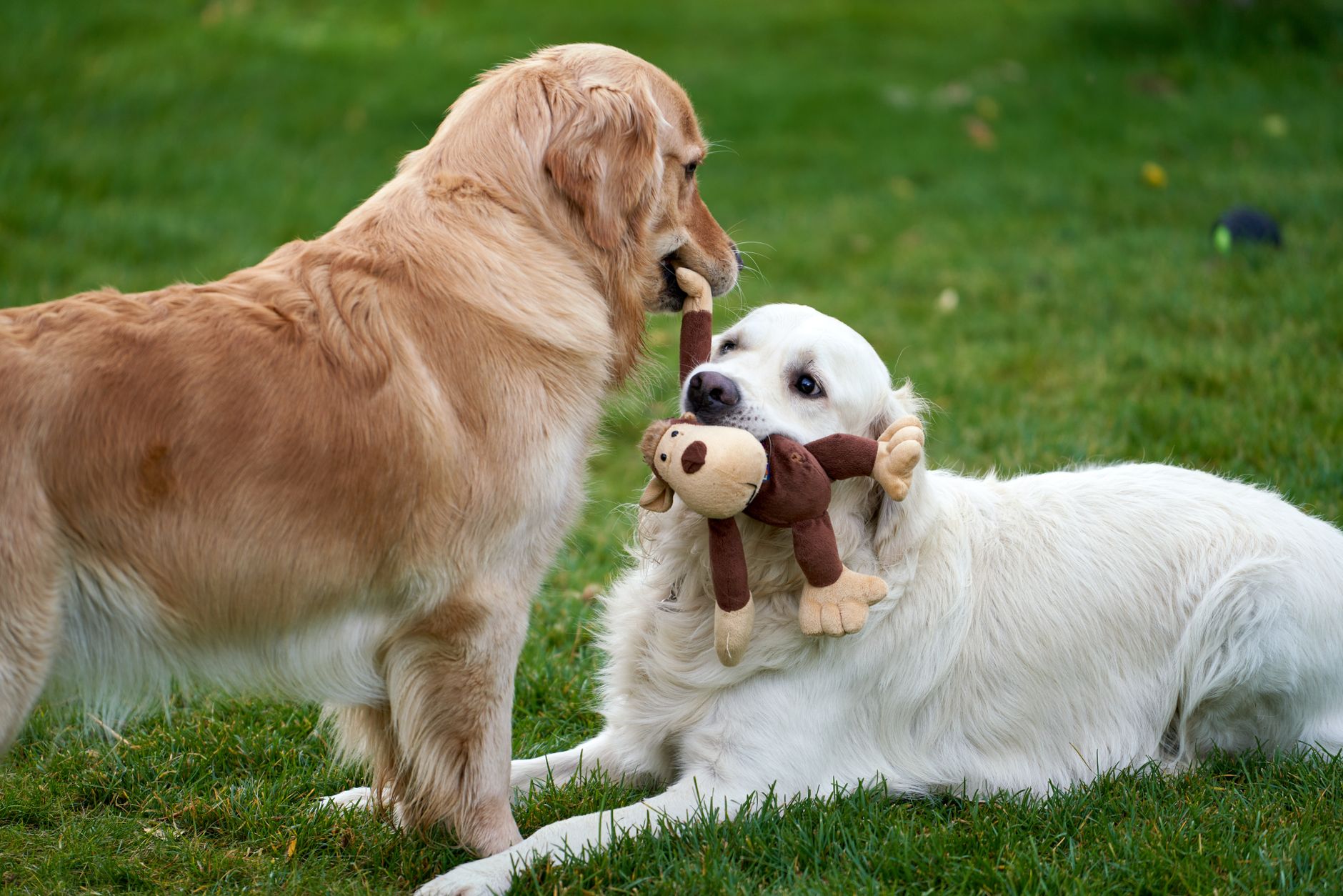 dog toys lifestyle photo