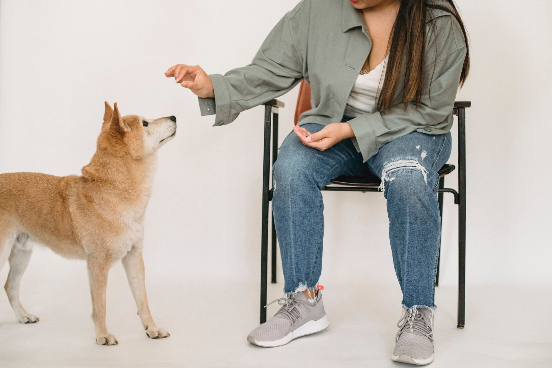 dog training lifestyle photo