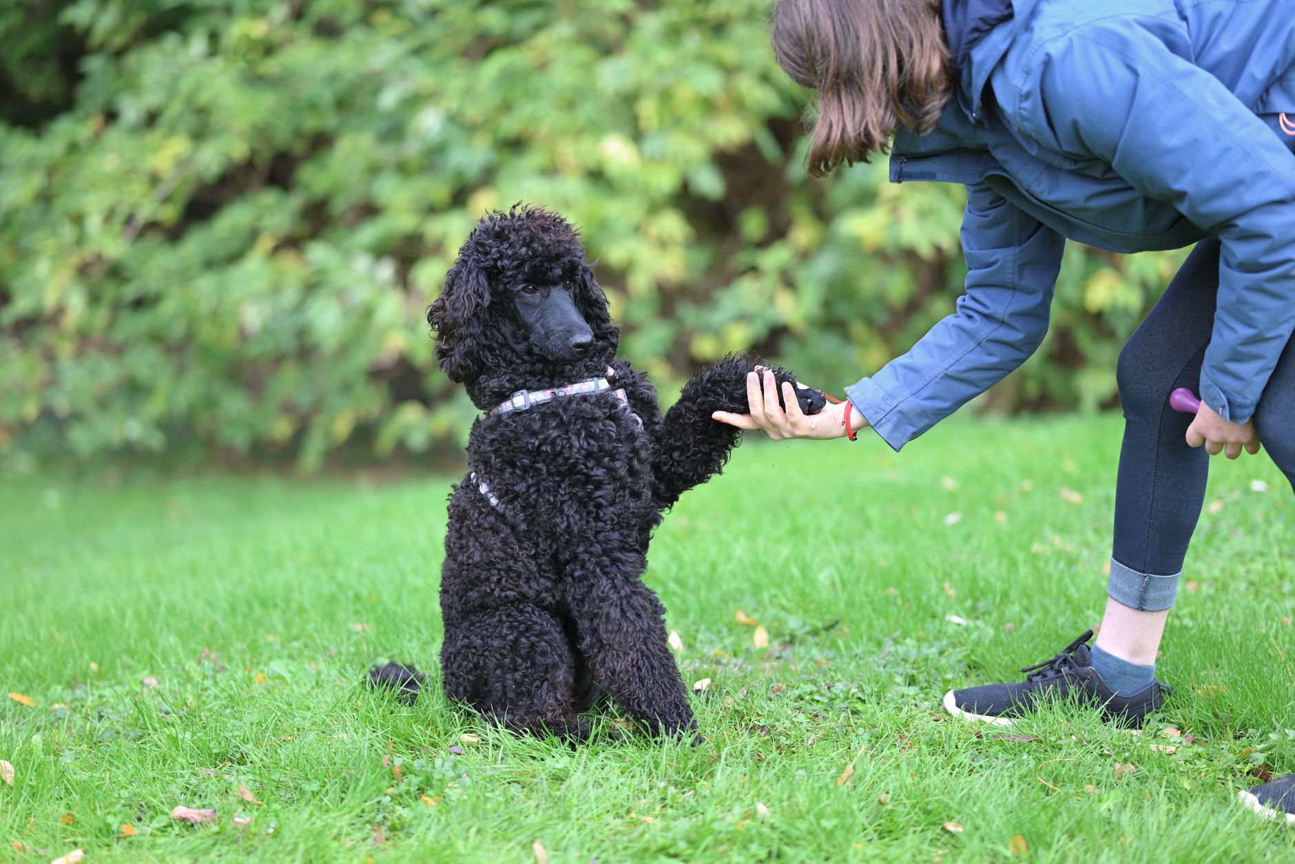 dog training lifestyle photo