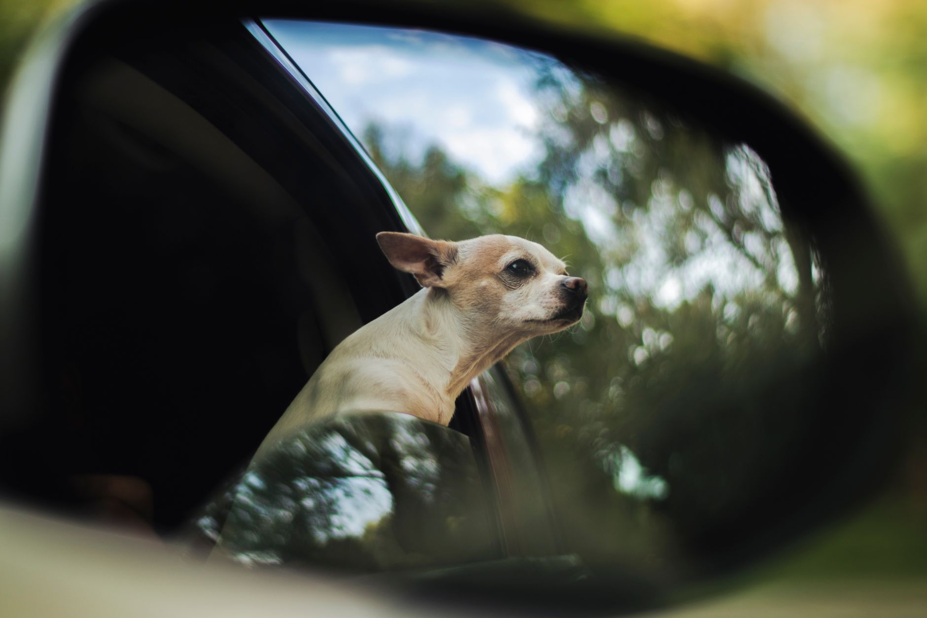 dog travel lifestyle photo