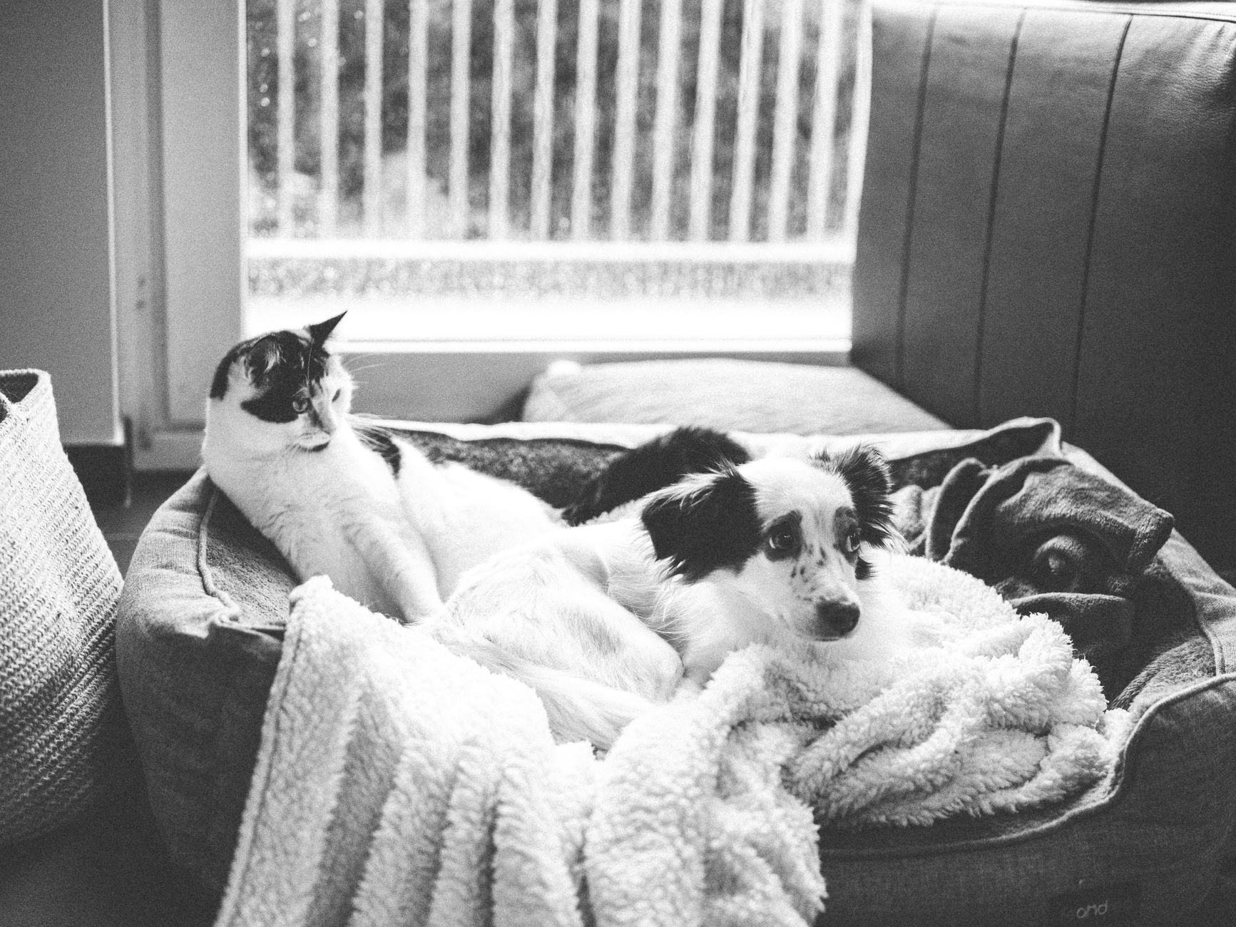 misc pet lifestyle photo