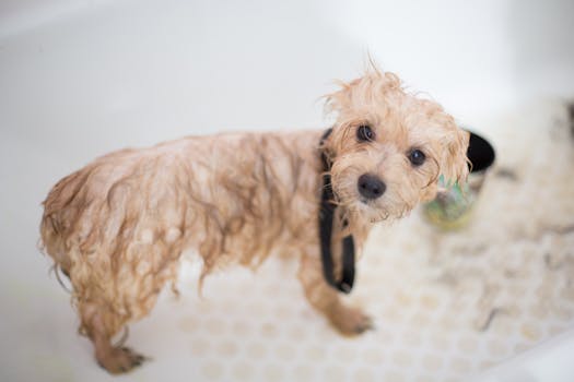 Burt's Bees Dog Shampoo Review (2026)