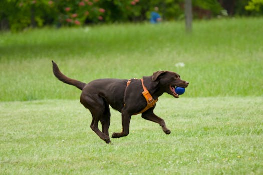 Chuckit! Ultra Ball Dog Toy
