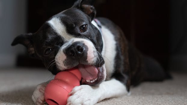KONG Classic Dog Toy (Medium)