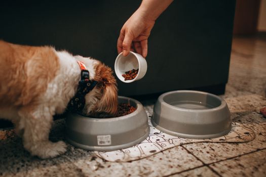 Wellness Complete Health Dog Food Review (2026)